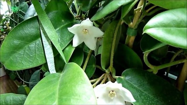 Hoya magnifica Tour and TL Video.wmv смотреть онлайн