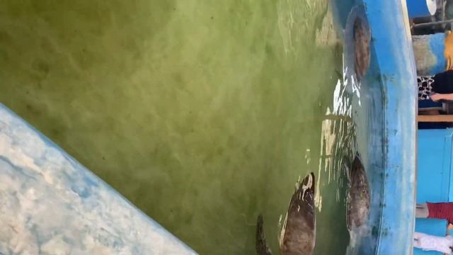 ?ЧЕРЕПАШЬЯ ФЕРМА? Куда поехать на Шри-Ланке в Хиккадуве Черепаховая смотреть онлайн