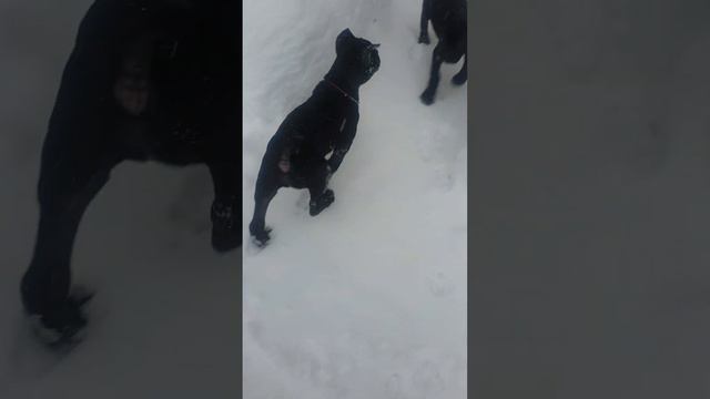 Помогаторы)) Питомник Кане Корсо Гоу Энд Вин Фор / Go And Win For Kennel смотреть онлайн