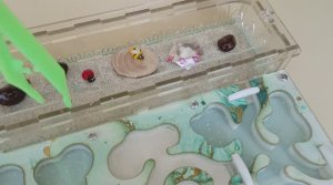 Переселение муравьев жнецов в новый формикарий!