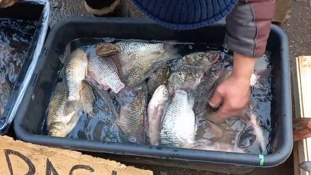 давайте посмотрим сколько стоит карп и карас, karp və karas balığının qiymətləri. смотреть онлайн