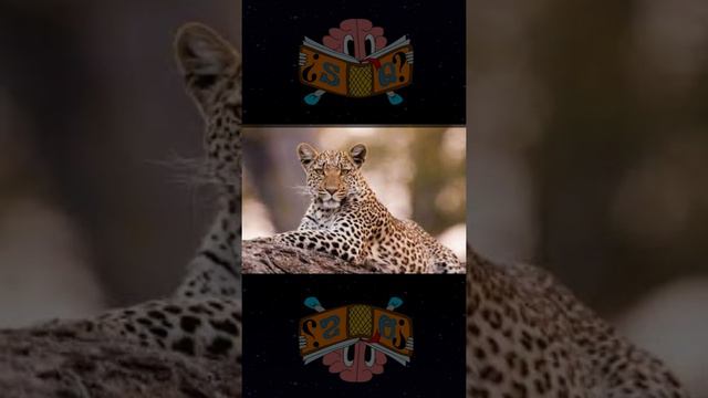 Todo Sobre los LEOPARDOS en 1 MINUTO смотреть онлайн
