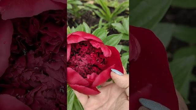 Ред шарм. первое цветение. смотреть онлайн