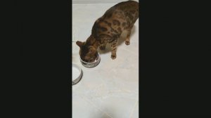 Бенгальская кошка Миля громко мяукает и просит кушать