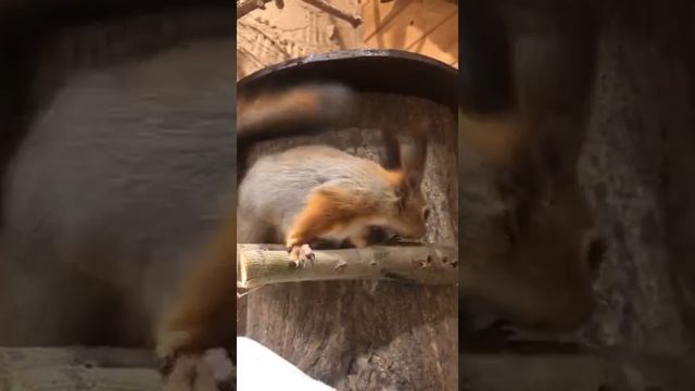 Дуплянка для белки по имени Белла.