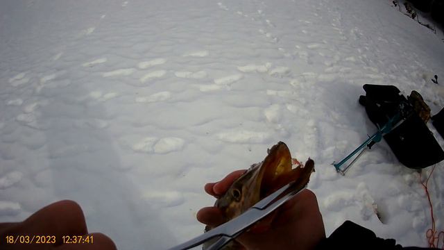 Рыбалка на жерлицы. Клюёт ли щука в марте. Лен. об. Рощино. смотреть онлайн