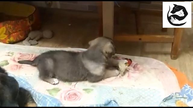 Норочка растёт смотреть онлайн