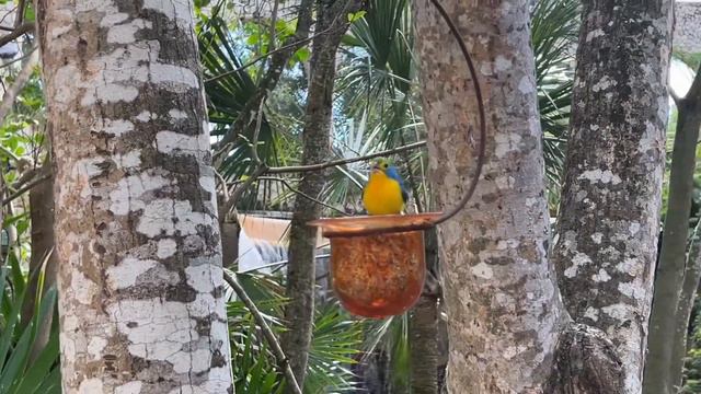 Cozumel Shore Excursion Xcaret Park Mexico смотреть онлайн