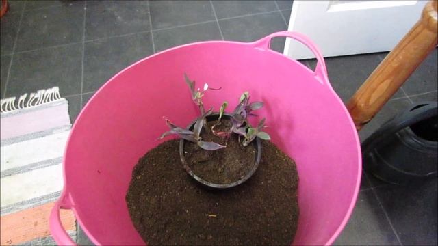 Potting cuttings of Tradescantia pallida смотреть онлайн