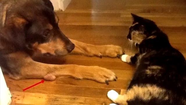 СЛЕЗЫ ПОЯВЛЯЮТСЯ НА ГЛАЗАХ, КОГДА ПОНИМАЕШЬ, ПОЧЕМУ ЭТА КОШКА ТЕПЕРЬ СПИТ У МОНИТОРА!? смотреть онлайн