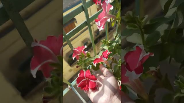 Red petunia ,how beautiful. লাল পিটুনিয়া র রূপ দেখ смотреть онлайн