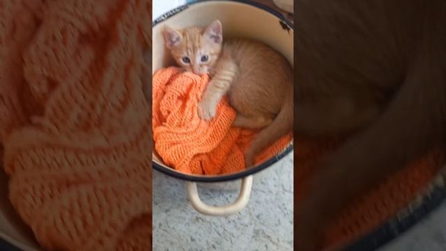 чем бы дитя не тешилось Или суп с котом