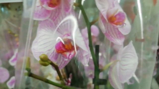 Свежие орхидеи в Леруа Мерлен г. Омск. смотреть онлайн