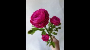 Ранункулюс из холодного фарфора. МК.  1 часть.