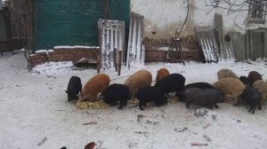 мангалица обед