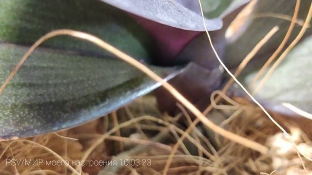 10.03.23 ОРХИДЕЯ РАСЦВЕЛА НЕ ПО СОРТУ.ОРХИДЕИ В ВЫСОКИХ КАШПО АДАПТАЦИЯ. смотреть онлайн