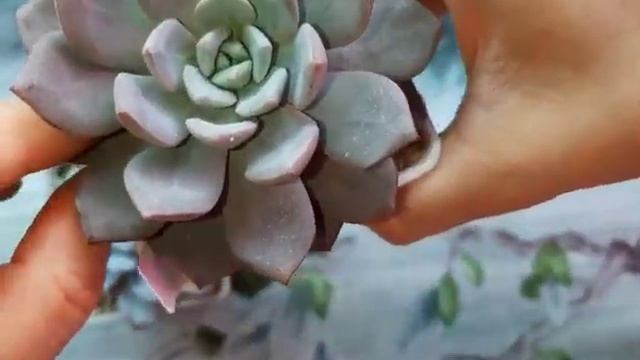 Суккулентные планы. Новая полка для суккулентов и новые горшочки. смотреть онлайн