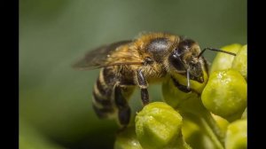 СРЕДНЕРУССКИЕ ПЧЕЛЫ ||  СРЕДНЕРУССКИЕ ПОРОДА ПЧЕЛ