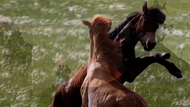 18 Аҡ болоттар смотреть онлайн