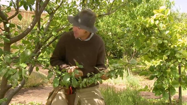 How to prune stone fruit trees in summer смотреть онлайн