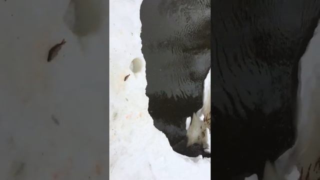 Добрый клёв на севере,рыбалка в хмао. смотреть онлайн