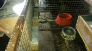 САМАЯ ЛУЧШАЯ В МИРЕ КОРМУШКА ДЛЯ КРОЛИКОВ!!!!!!