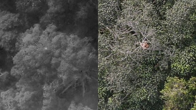 FIRST RECORDS OF THE MANED SLOTH (BRADYPUS TORQUATUS) USING THERMAL CAMERA ATTACHED ON A DRONE смотреть онлайн