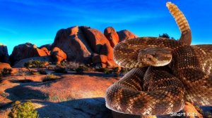 Учим Амфибий и Рептилий Животные для детей Учим названия и звуки животных для малышей