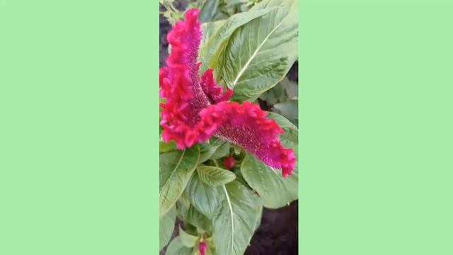 Целозия гребенчатая. смотреть онлайн