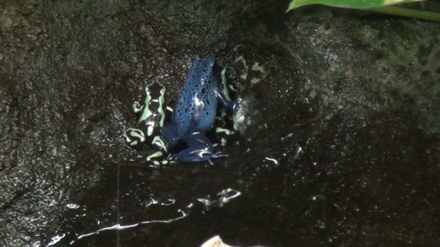Poison Dart Frog смотреть онлайн