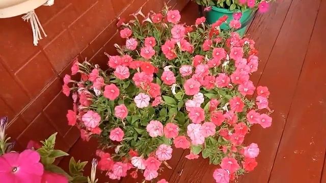 Обзор ампельной петунии и сравнение заявленных сортов с фактически получившимися. Конец июня. смотреть онлайн