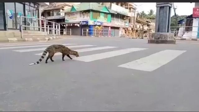 Endangered mammal “Malabar civet” was last spotted during India lockdown 2020 смотреть онлайн