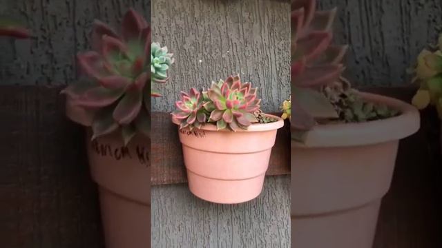 #succulent #plant #cactuscollector #gardening #succulents #garden #cactusnursery #cactus #flower