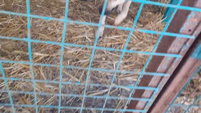 25.01.2023 г. Кинологи в приюте для бездомных животных 