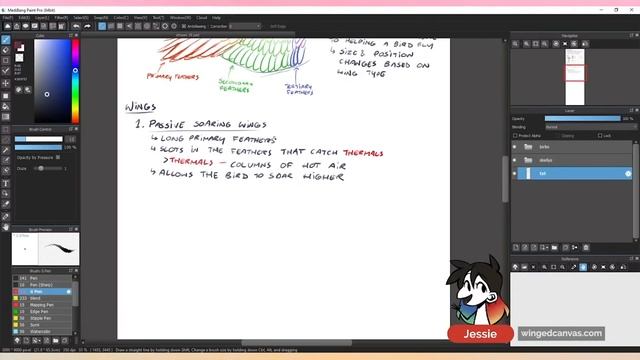 How to Draw BIRD WINGS (feathers, wing shapes, anatomy) смотреть онлайн