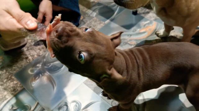 Стафф и питбуль смотреть онлайн