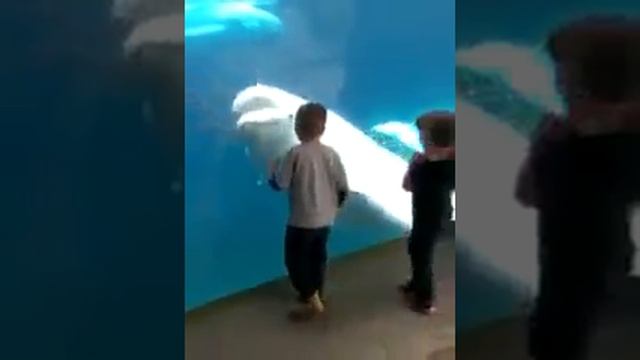 Как играют белухи (это порода дельфина) с детьми смотреть онлайн