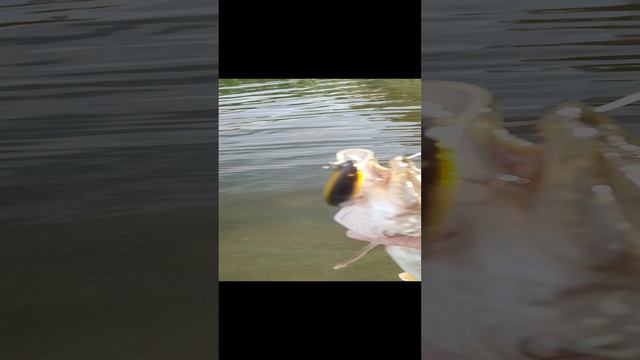 Рыбалка на спиннинг.Рыбалка на щуку. смотреть онлайн