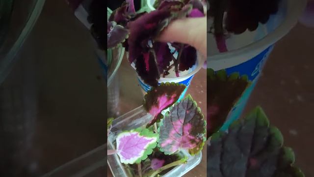 Красавцы колеусы украсят дачу, балкон и комнату!! смотреть онлайн