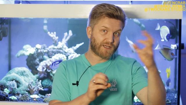 мягкие кораллы в аквариуме | синулярия | sinularia brassica dura | морской аквариум для начинающих смотреть онлайн