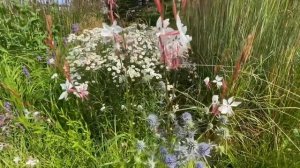 #серия3 |вдохновляемся садом в Новой Голландии