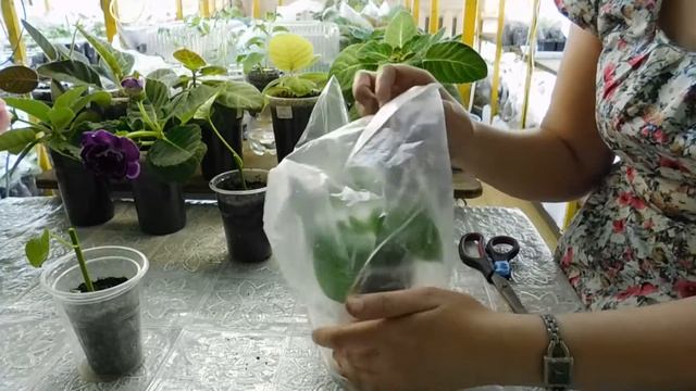 Перцы из черенка ! Процесс и результат. смотреть онлайн