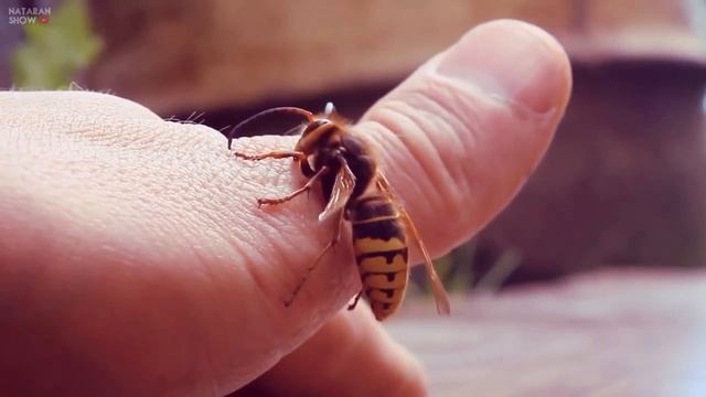 ЧТО БУДЕТ ЕСЛИ УКУСИТ ШЕРШЕНЬ смотреть онлайн