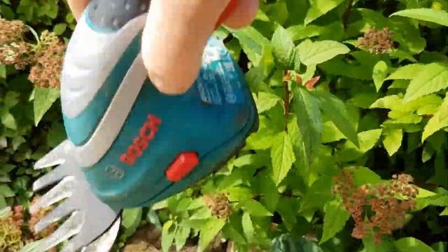 Летняя обрезка декоративных кустарников . Череночник. Растения из черенков. смотреть онлайн