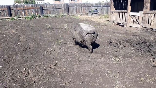 ?Поросёнок исчез или Хрюндель на свободе??? смотреть онлайн