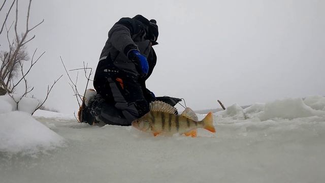 Рыбалка на Иртыше. Ловим щук и окуней. Часть 2 смотреть онлайн