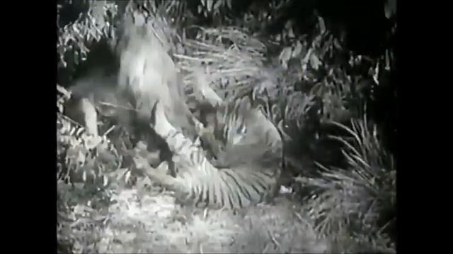 Tiger vs Lion - The most complete Devil Tiger Sumatran Tiger vs African Lion Fight - Tiger won. смотреть онлайн