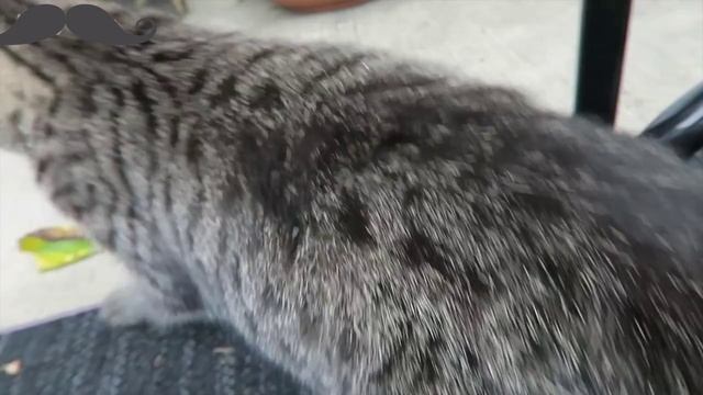 Кошкин дом ? смотреть онлайн