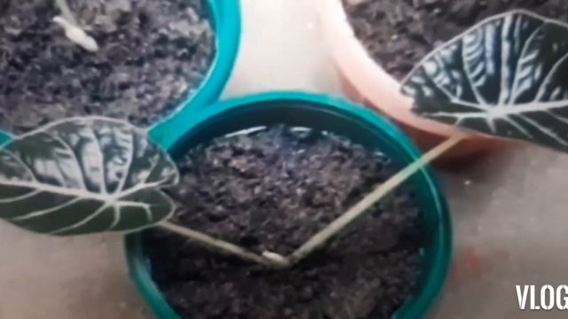 Black Velvet Alocasia Guide | Propagation, Flower & Care (Reginula Little Queen) смотреть онлайн