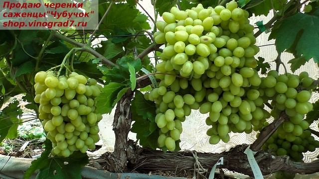 Виноград Бананас на 30 июля - а ведь он на подходе и вот-вот ждем созревания! смотреть онлайн